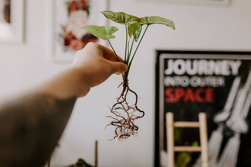 Jak posadzić roślinę w hydroponice