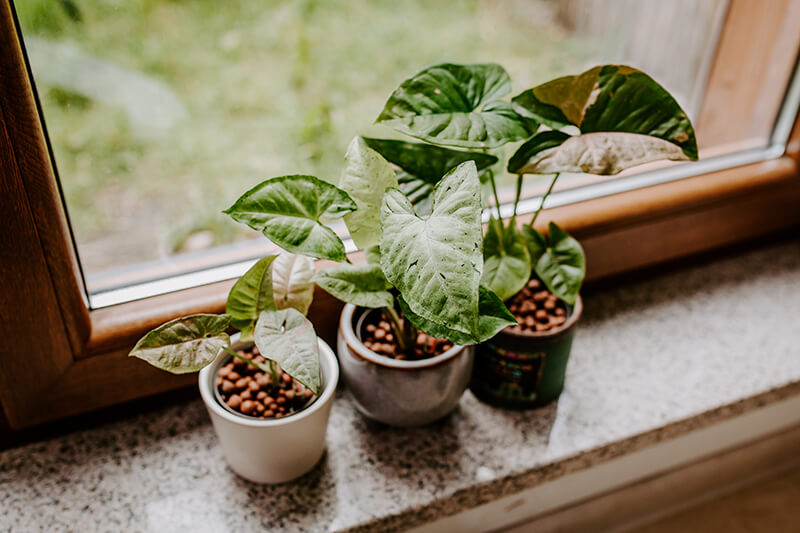 Nawożenie roślin w hydroponice (1)