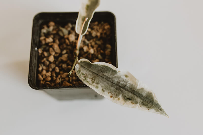Hoya archboldiana variegata